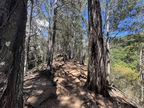 Hiking The Tantalus Loop Trail To The Pauoa Flats Bench On Oʻahu