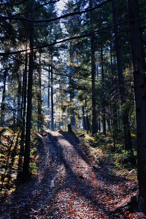 Kostenlose Foto Baum Natur Wald Pfad Wildnis Weg Sonnenlicht