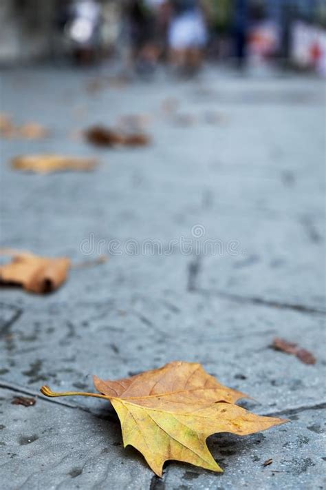 Dry Leaves On The Pavement Of A Street In Barcelona Stock Photo Image