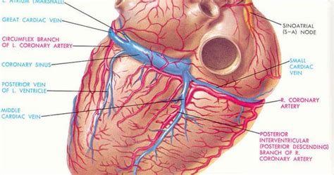 Anatomy Label Major Arteries And Veins Arteries And Veins Of Human