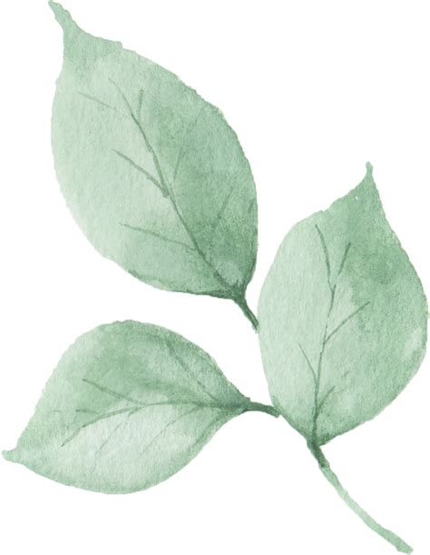 Watercolor Green Leaves 29436060 Png