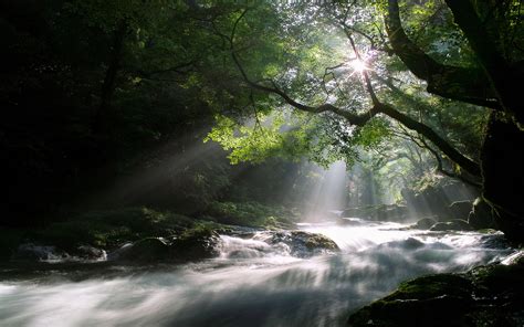 Forest River Wallpapers Wallpaper Cave