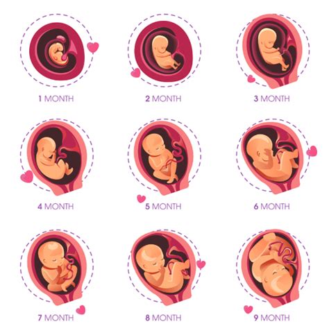 qué es un feto y cómo evoluciona durante el embarazo