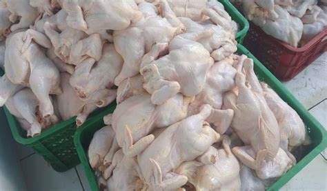 Ini dikarenakan daging ayam sudah masuk pada kebutuhan sehari hari masyrakat masa. Cek Harga Ayam Broiler Hari Ini Langsung Dari Peternak - Aplikasi Pertanian & Media Agribisnis ...