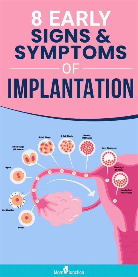 When Does Implantation Occur In Pregnancy Will Implantation Bleeding