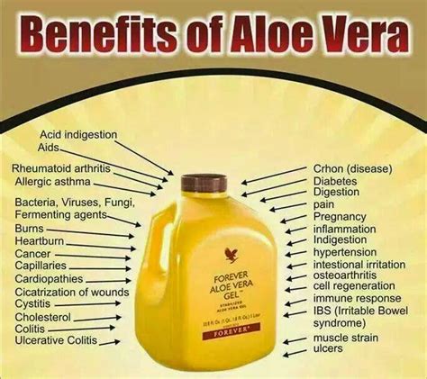 Aloe vera gel and latex products make use of a plant that has been around for thousands of years, one that can be found across multiple continents and cultures. Forever Living Natural Food Products & Dietary Supplements ...