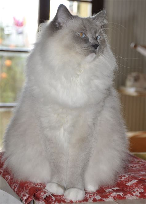 Stunning Blue Point Ragdoll For Your Adult Companion