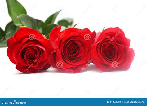 Isolated Red Roses Stock Photo Image Of Love Romance 11493252