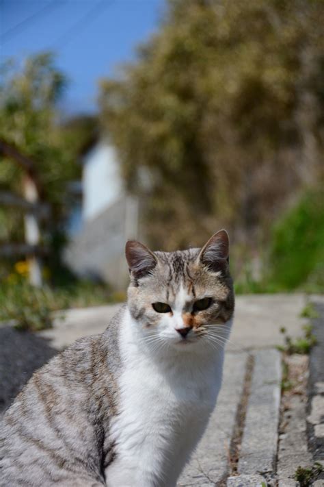 These Japanese Islands May Be The Cutest And Cuddliest In