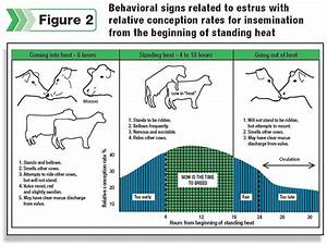 Timing Of Insemination Depends On Method Of Heat Detection Ag Proud