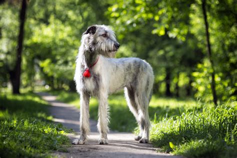 Irish Wolfhound Height Weight Breed Information Facts