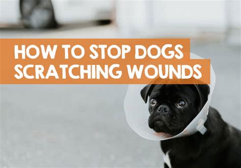 How To Stop A Dog From Scratching A Wound 6 Best Ways