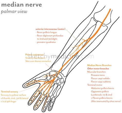 Median Nerve Distribution | Sketchy Medicine
