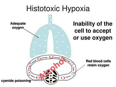 Ppt Hypoxia And Hyperventilation Powerpoint Presentation Id380201