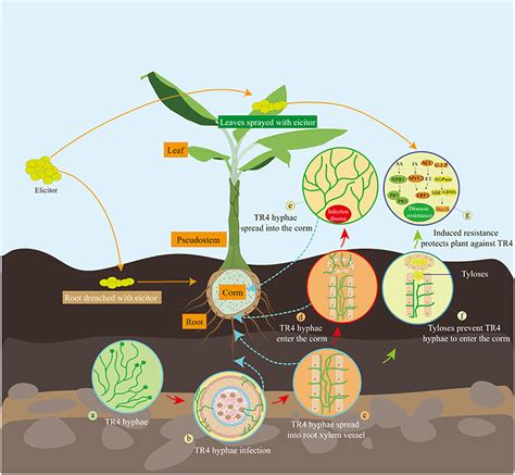 Frontiers Disentangling The Resistant Mechanism Of Fusarium Wilt Tr4