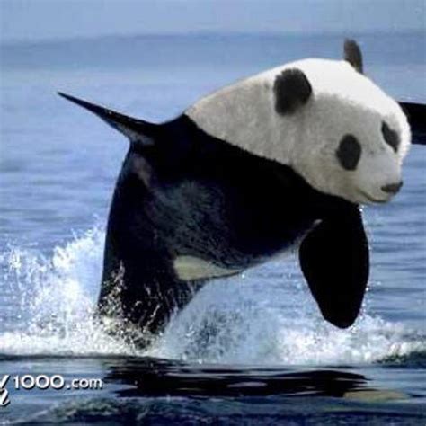 Ocean Panda Medium