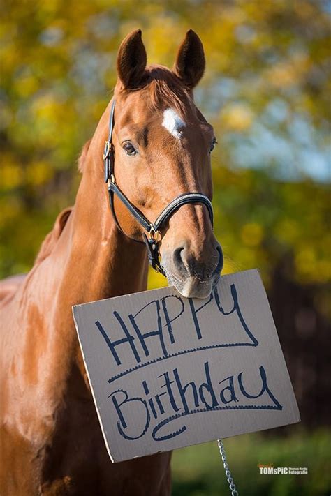 Happy Birthday Images With Horses Horse Happy Birthday Image Happy