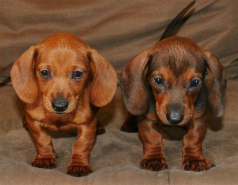Miniature Dachshund Puppies So Cute Weenie Dogs For Sale In Lakeside