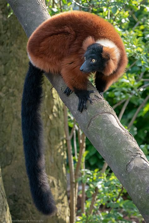 Red Ruffed Lemur 26032019 Zoochat