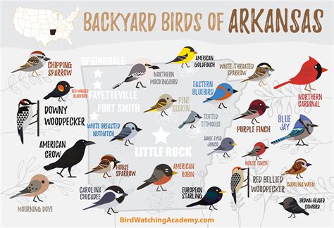 Backyard Birds Of Arkansas Bird Watching Academy