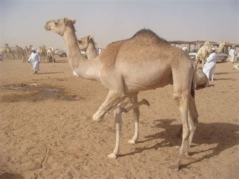 If the camel goes for long without food, the hump will collapse and droop. 40 Interesting Camels Facts - Serious Facts