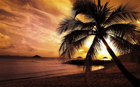 Sunset Images Beach Palm Hd Desktop Wallpapers 4k Hd