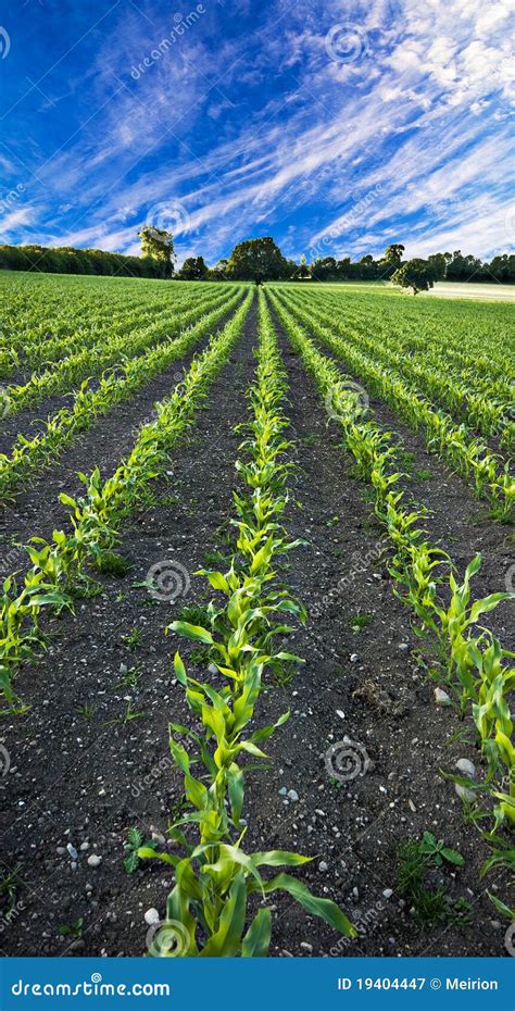 New Corn Field Stock Image Image Of Soil Grain Shoots 19404447