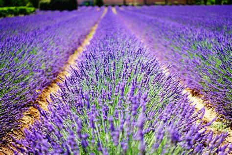 Distinguer la lavande du lavandin. Les bienfaits naturels de la lavande - Plants for people