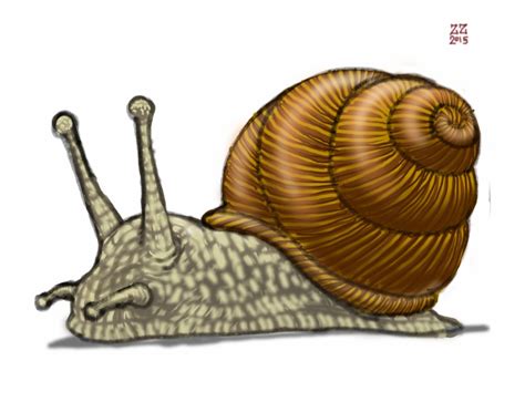 Snail Clipart Realistic Pictures On Cliparts Pub 2020 🔝