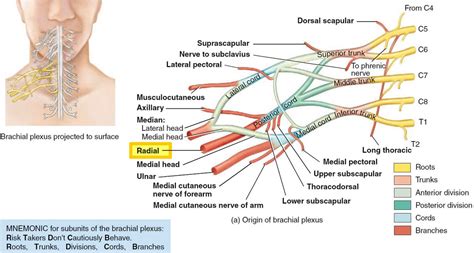 Complete Anatomy Brachial Plexus Newslettermyte