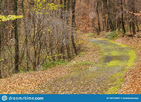 A Deserted Winding Forest Road Goes Deep Into The Forest Stock Image