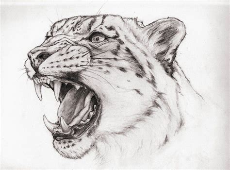 Image Result For Leopard Drawing Leopard Art Leopard Drawing