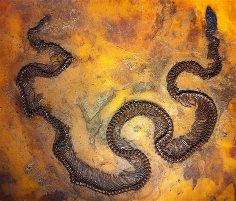 47 Million Year Old Boa Snake Spent Most Of Day At Senckenberg Museum