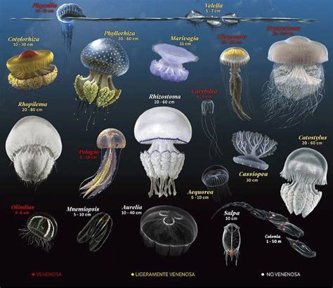 Species Of Jellyfishes Jellyfish Species Types Of Jellyfish Ocean