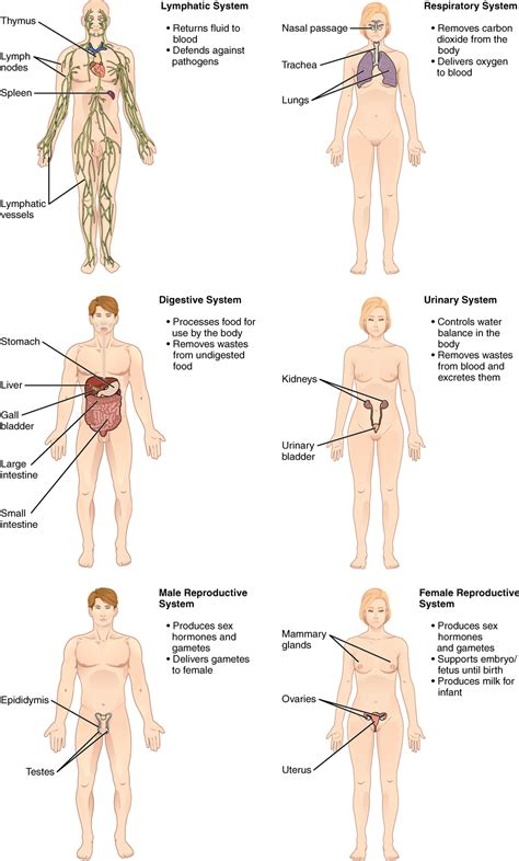 Welcome to innerbody.com, a free educational resource for learning about human anatomy and physiology. The lymphatic system returns fluid to the blood and ...