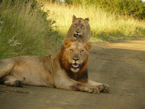 Big 5 Safari From Durban To Hluhluwe Imfolozi Game Reserve Tim Brown