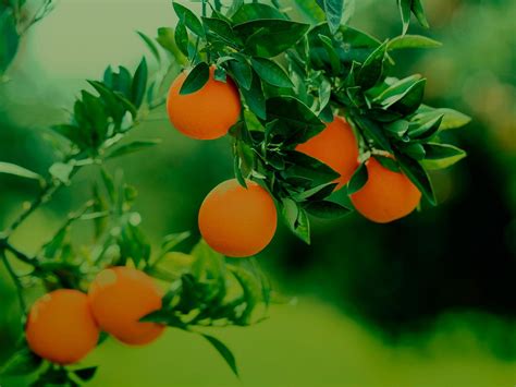history-of-orange-fruit