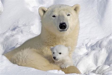 Mommy And Cub Polar Bears Photo 12265191 Fanpop