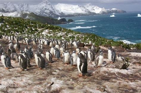Estudio Científico Revela Qué Comen Los Pingüinos