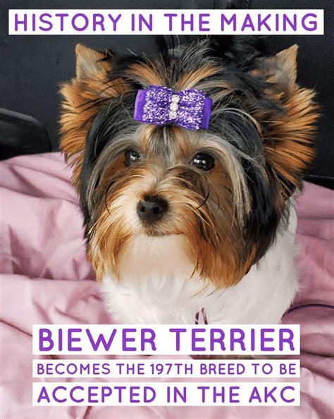 Introducing The Biewer Terrier The 197th Akc Recognized Breed