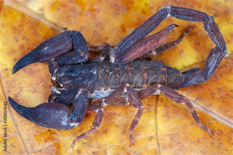 Chaerilus Pictus Male An Extremely Rare Species Of Scorpionshows
