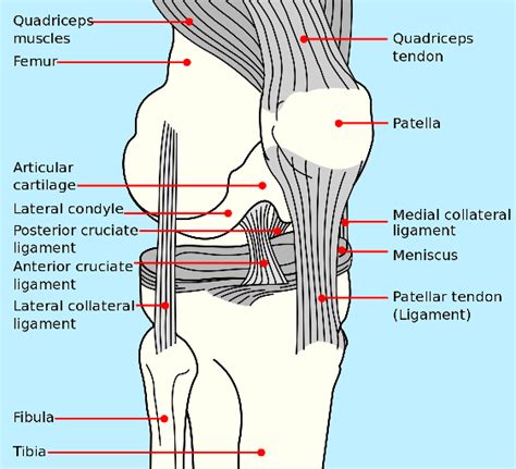 Learn vocabulary, terms and more with flashcards, games and other study tools. Ruptured Anterior Cruciate Ligament (RACL) - Mar Vista ...