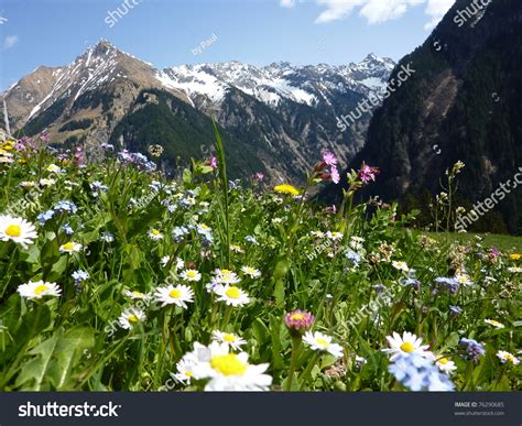 Find images of mountain flower. Mountain Flowers Stock Photo 76290685 : Shutterstock
