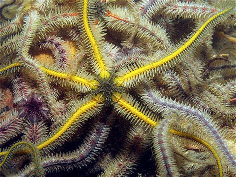 Brittle Stars Characteristics Behavior And Unique Locomotion Sea