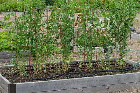 How To Grow Peas Growing Sugar Snap Peas