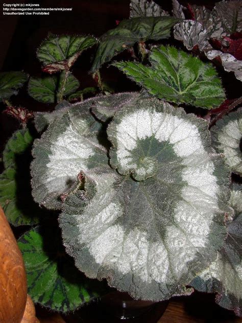 Plantfiles Pictures King Begonia Painted Begonia Painted Leaf