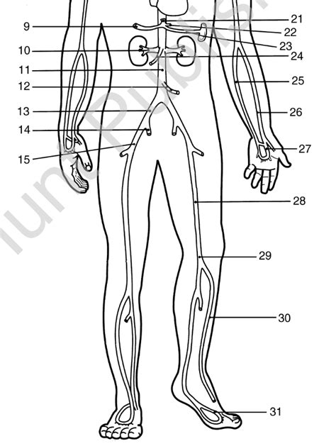 Arteries And Veins Diagram Quizlet