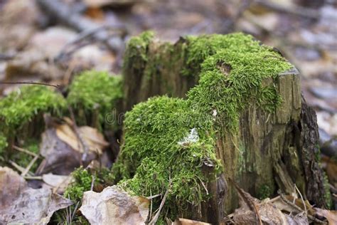 Old Tree Stump With Green Moss In Spring Forest Natural Background