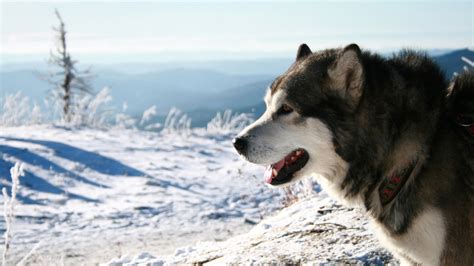 Find the best doge wallpaper 1920x1080 on getwallpapers. Malamute Dog 1920 x 1080 HDTV 1080p Wallpaper