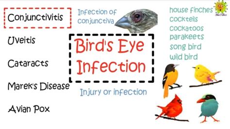 Birds Eye Infection Conjunctivitis Symptoms Diagnosis And Treatments